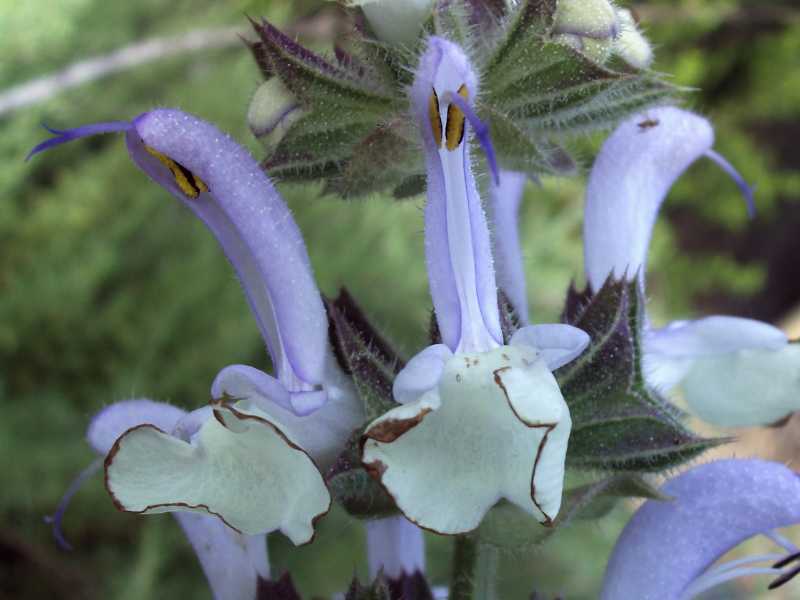 Salvia desoleana / Salvia di Desole